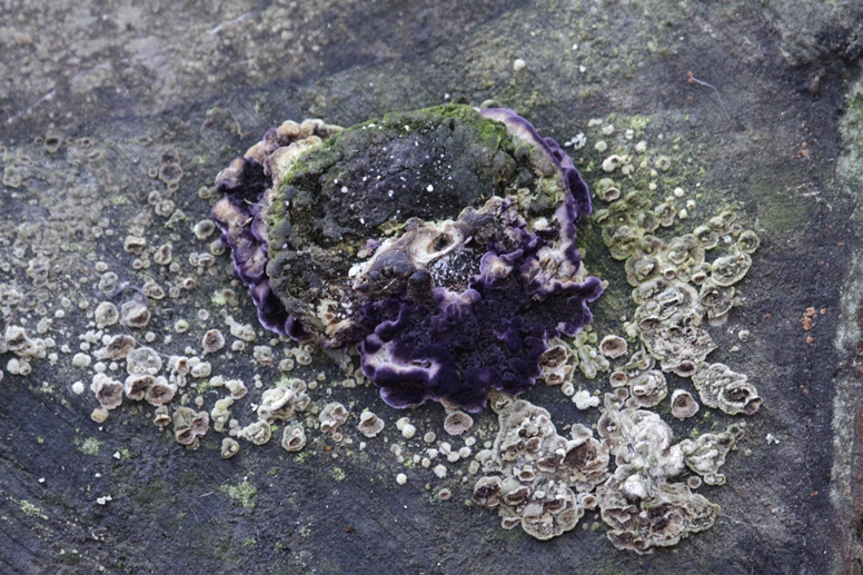 purple fungus